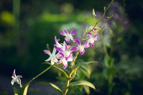 Flower Garden Orchid