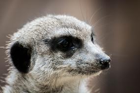 Erdmann Meerkat Animal Portrait
