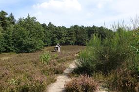 Heide Forest Path Lüneburg