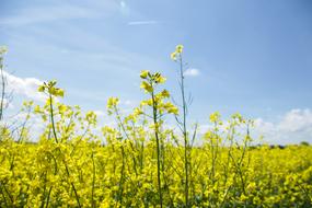 Field Of Rapeseeds Oilseed Rape
