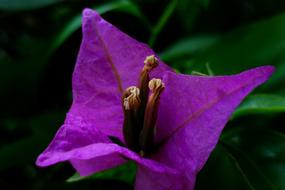Bougainvillea Pistil Petal flower