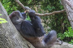 Nature Wildlife Wood