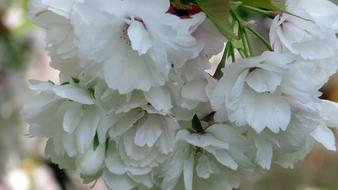 Spring Blossom Bloom