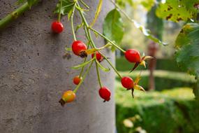 hip berries