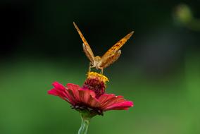 Nature Insects Butterfly