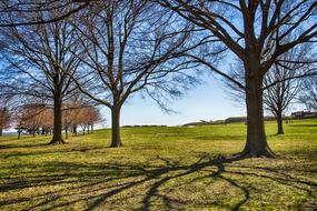 Tree Landscape Nature