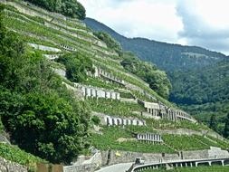 Grapes Vineyard Nature