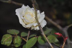 Flower Garden Nature