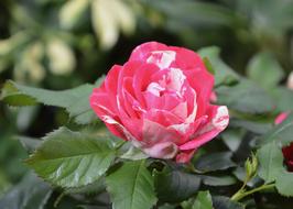 Flower Pretty Color Pink