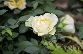 White Rose Rosebush Spicy