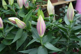 Flowers Lilies Buds Buttons Lys