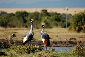 Crowned Crane Africa Bird Nature
