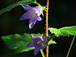 Flower Ringtone Nature