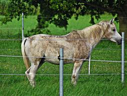 The Horse Meadow Pasture Land