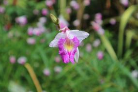 Plant Ornamental Kind Of