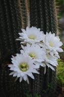 Cactus Flower White