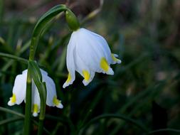 Snowflake Nature Flower