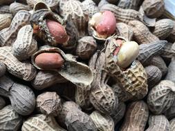 Seeds Nature Vegetable