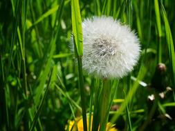 Dandelion Grass Plant