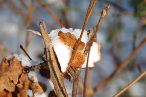 Nature Winter Outdoor