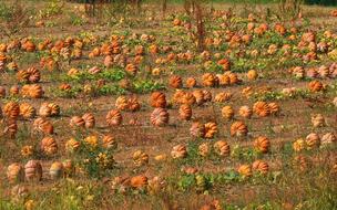 Nature Field Pumpkins
