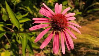 Coneflower Summer Blossom