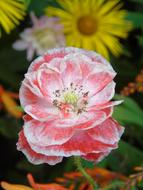 Flower Streaked Pink White