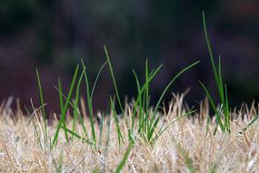 Grass Nature Plants