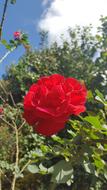 Flower Rose Red
