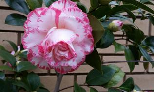 Camellia Flower Striped