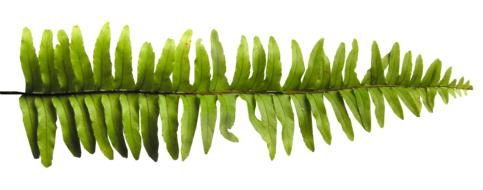 Fern Leaf