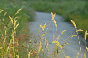 Rivers Nature Foxtail