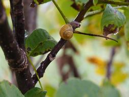 Snail Tree Nature