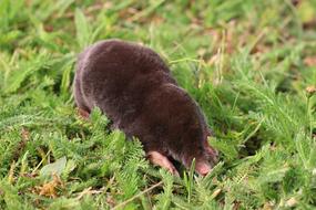 Garden Grass macro blur
