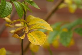Yellow Leaf Autumn Leaves