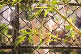 Nature Wildlife Animal