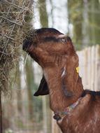 Mammals Animal Kingdom Nature