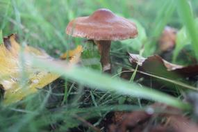 Mushroom Nature macro blur