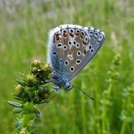 Butterfly Nature Insect