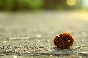 Nature Outdoors Cone