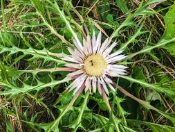 Stemless Carline Thistle Nature