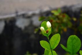 Arabian Jasmine Buds Motia