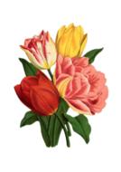 tulip rose vintage bouquet nature