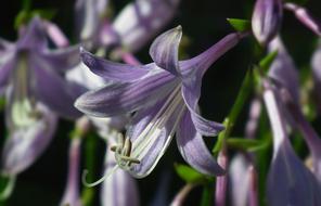 Flower Nature Plant Hosta