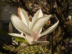 Magnolia Flower