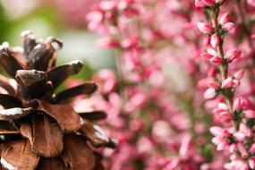 Pinecone Nature Heather