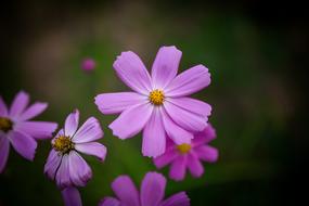 Common Cosmos Flowers