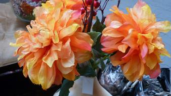 Dahlia Flower Schnittblume Apricot colors