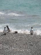 Punta Tombo Penguin Magellan