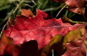Oak Leaf Red Reddish